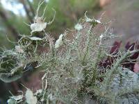 Usnea strigosa image