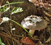 Amanita vaginata image