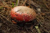 Amanita muscaria image