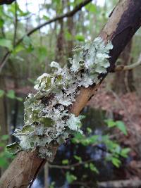 Parmotrema reticulatum image