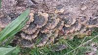 Trametes versicolor image