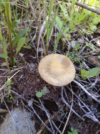 Agrocybe praecox image