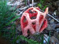 Clathrus ruber image