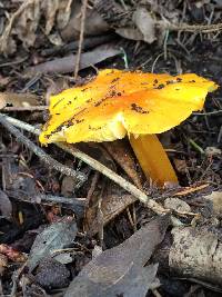 Hygrocybe chlorophana image