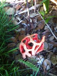 Clathrus ruber image