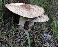 Agaricus augustus image