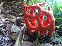 Clathrus ruber image