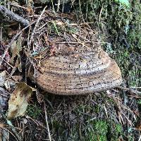 Ganoderma brownii image