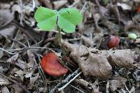 Leratiomyces ceres image