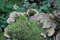 Trametes versicolor image