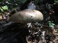 Pluteus cervinus image