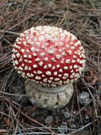 Amanita muscaria image