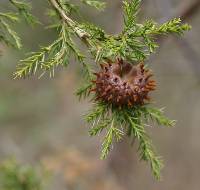 Gymnosporangium juniperi-virginianae image