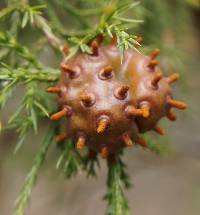 Gymnosporangium juniperi-virginianae image