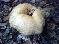 Lactarius alnicola image