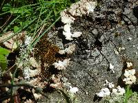 Schizophyllum commune image