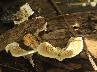 Trametes versicolor image