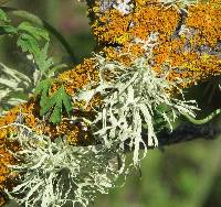 Ramalina farinacea image