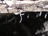 Xylaria hypoxylon image