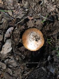 Amanita velosa image