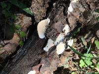 Trametes versicolor image