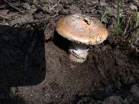 Amanita velosa image