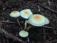 Hypholoma fasciculare image