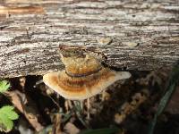 Trametes versicolor image