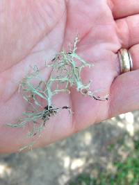 Ramalina farinacea image