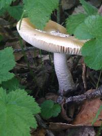 Amanita velosa image