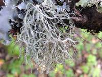 Ramalina farinacea image