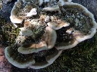 Trametes versicolor image