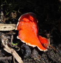 Sarcoscypha austriaca image