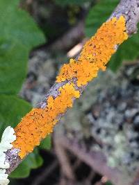 Xanthoria parietina var. parietina image