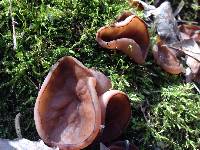 Auricularia auricula-judae image