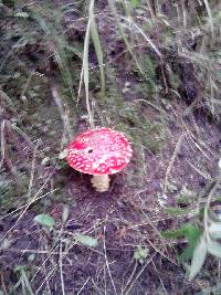 Amanita muscaria image