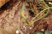 Puccinia mariae-wilsoniae image