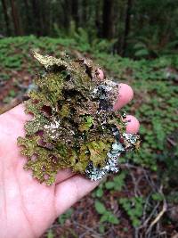 Lobaria pulmonaria image