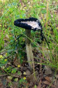 Coprinus comatus image