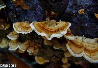 Trametes versicolor image