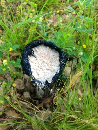 Coprinus comatus image