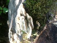 Trametes versicolor image