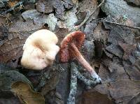 Laccaria laccata image