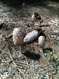 Coprinus comatus image