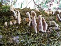 Trametes versicolor image