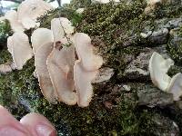 Trametes versicolor image