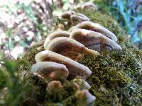 Trametes versicolor image