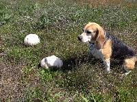 Calvatia booniana image