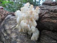 Hericium americanum image