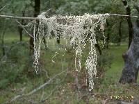 Ramalina menziesii image